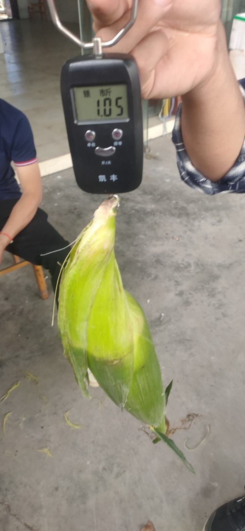 糯玉米