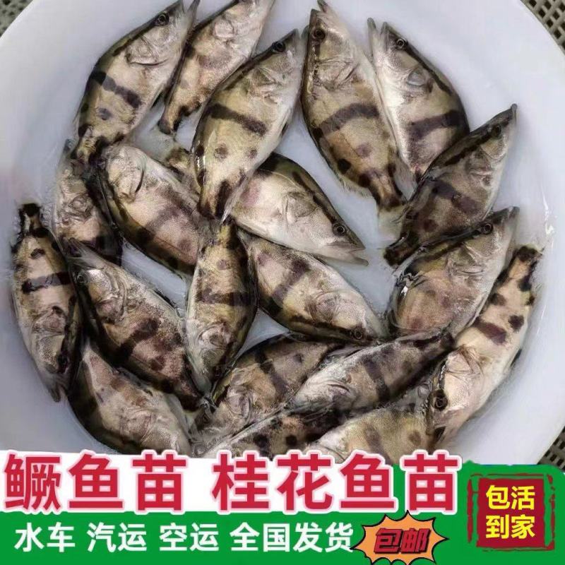 淡水鳜鱼苗桂花鱼苗翘嘴桂鱼苗肉食性亚贵鱼苗活体淡水养殖鳜