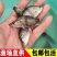 淡水鳜鱼苗桂花鱼苗翘嘴桂鱼苗肉食性亚贵鱼苗活体淡水养殖鳜