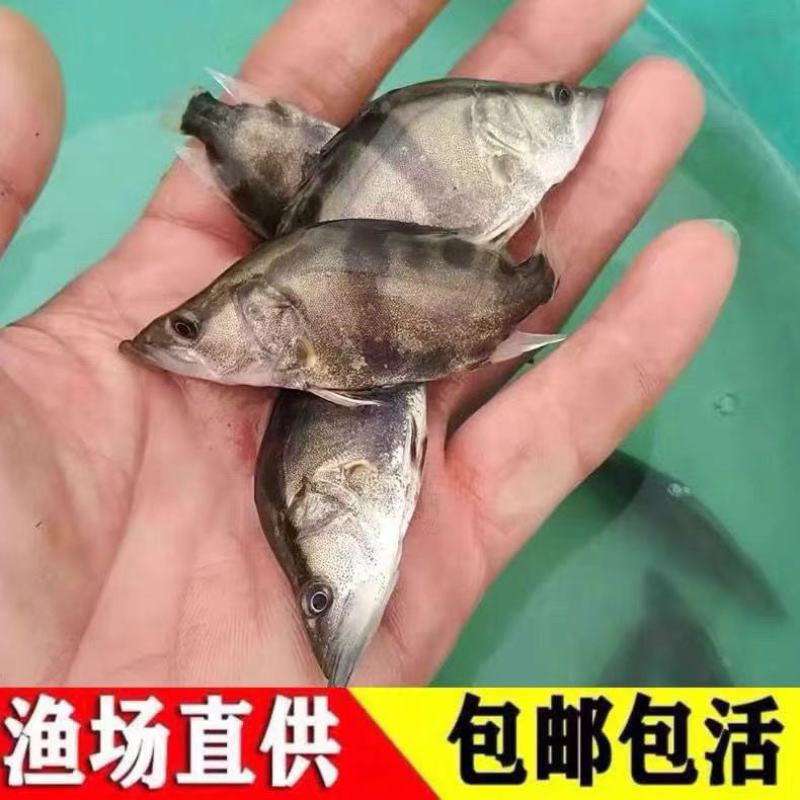 淡水鳜鱼苗桂花鱼苗翘嘴桂鱼苗肉食性亚贵鱼苗活体淡水养殖鳜