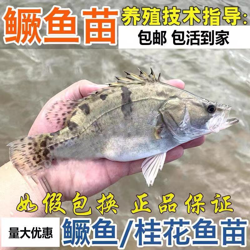 淡水鳜鱼苗桂花鱼苗翘嘴桂鱼苗肉食性亚贵鱼苗活体淡水养殖鳜