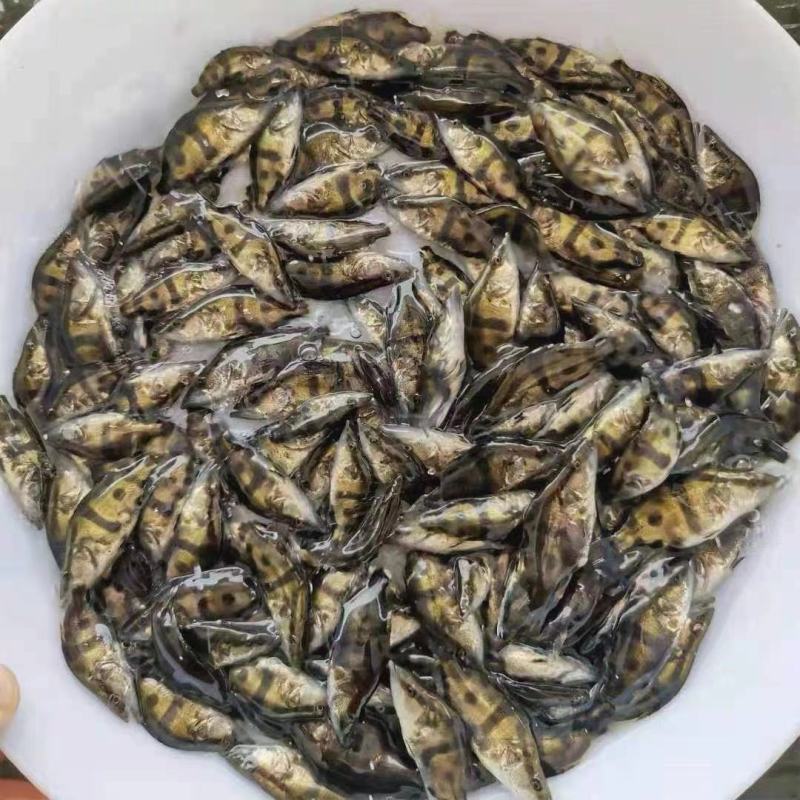 淡水鳜鱼苗桂花鱼苗翘嘴桂鱼苗肉食性亚贵鱼苗活体淡水养殖鳜