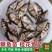 淡水鳜鱼苗桂花鱼苗翘嘴桂鱼苗肉食性亚贵鱼苗活体淡水养殖鳜