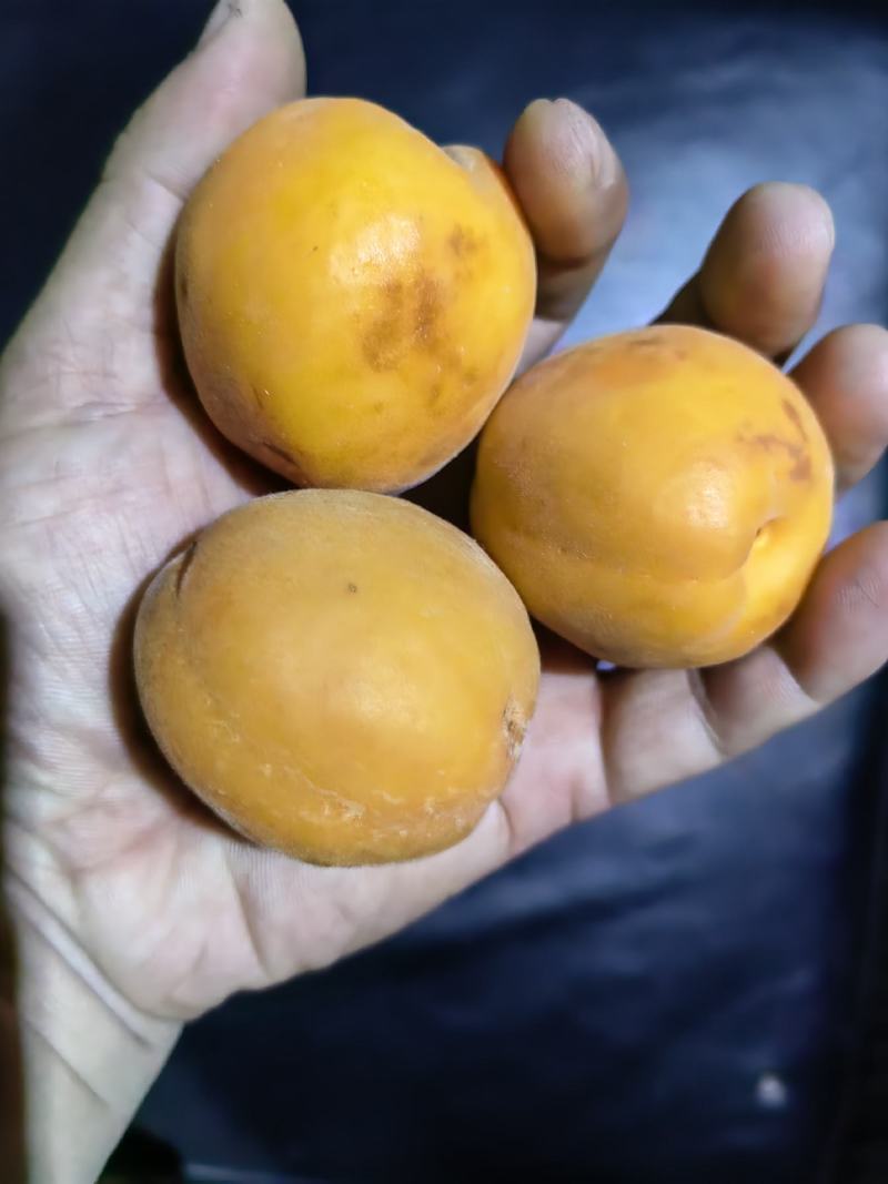 洛阳，优质，大甜杏