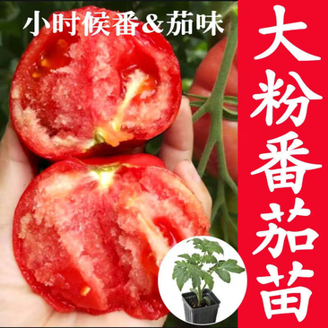 山东寿光各种毛粉西红柿苗，品种多，量大从优可视频看货