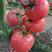 山东寿光各种毛粉西红柿苗，品种多，量大从优可视频看货