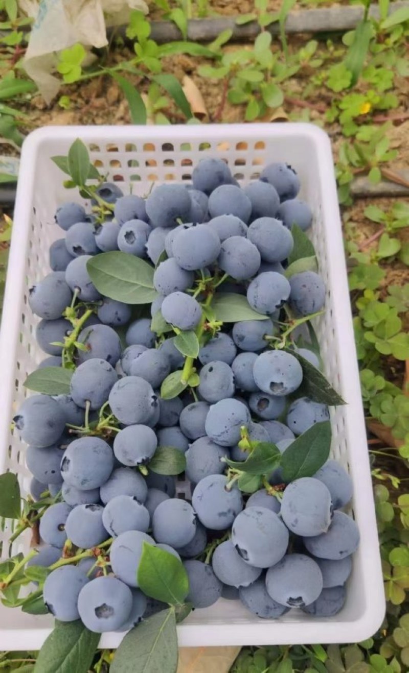 串果大量出货需要的联系