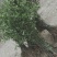 山苍籽
