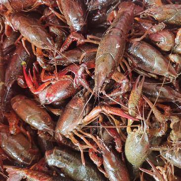 湖北洪湖小龙虾基地，优质种虾供货中欢迎大型养殖与我们合
