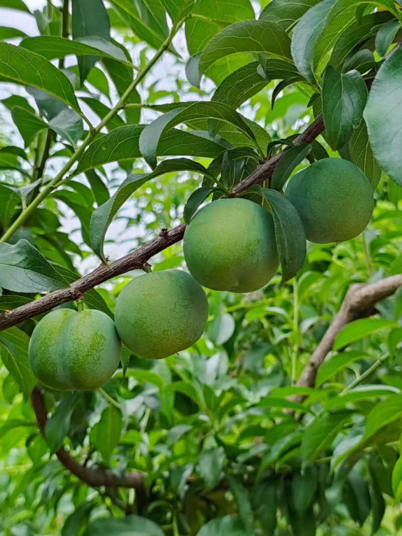 贵州青脆李，蜂糖李，可代办，包装，量大的优先，每天准时发