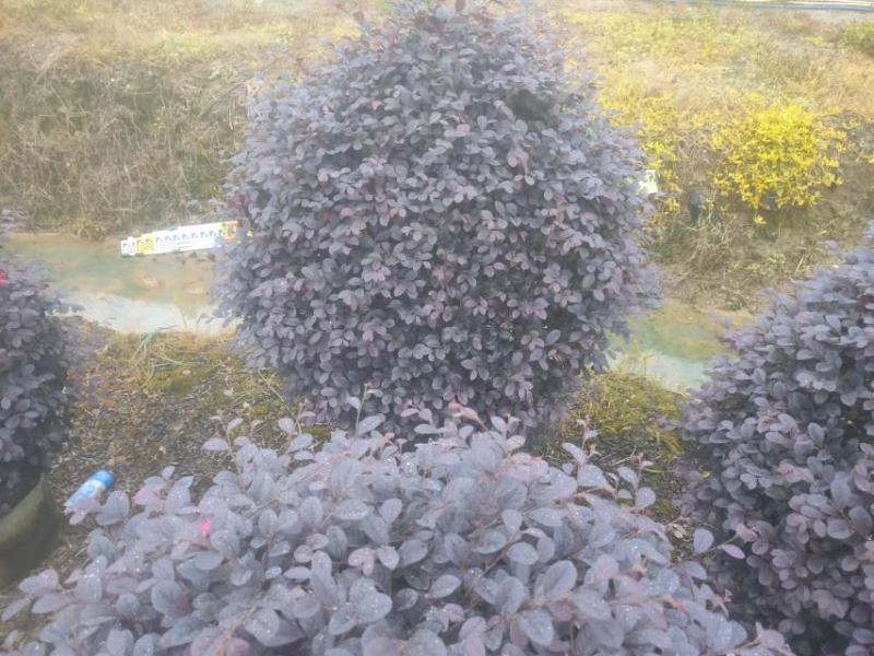 红继木，基地批发，货真价实，质量保证