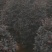 红继木，基地批发，货真价实，质量保证