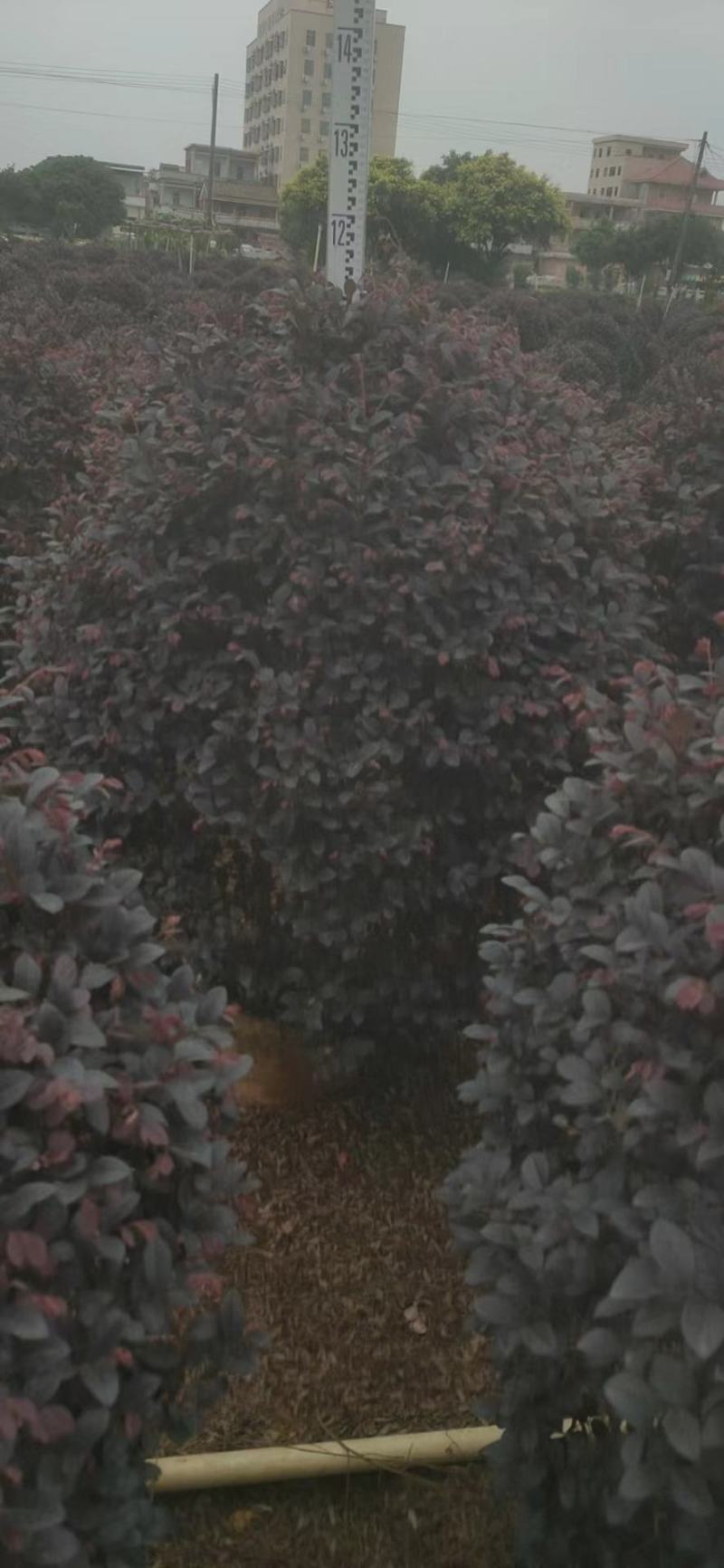 红继木，基地批发，货真价实，质量保证