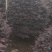 红继木，基地批发，货真价实，质量保证