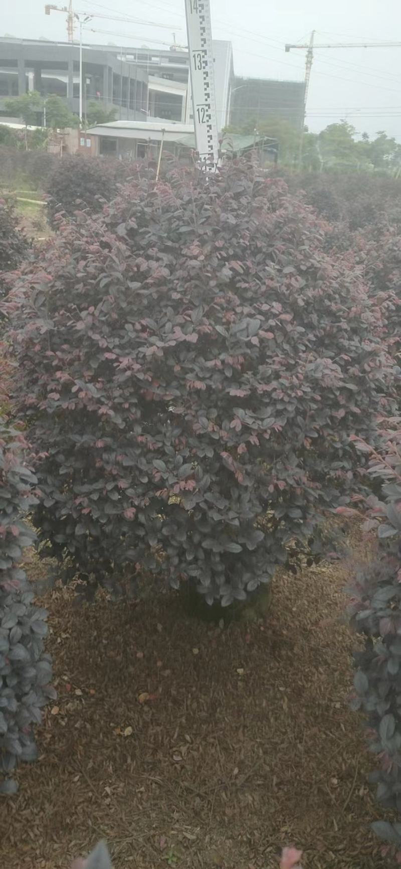 红继木，基地批发，货真价实，质量保证