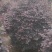 红继木，基地批发，货真价实，质量保证