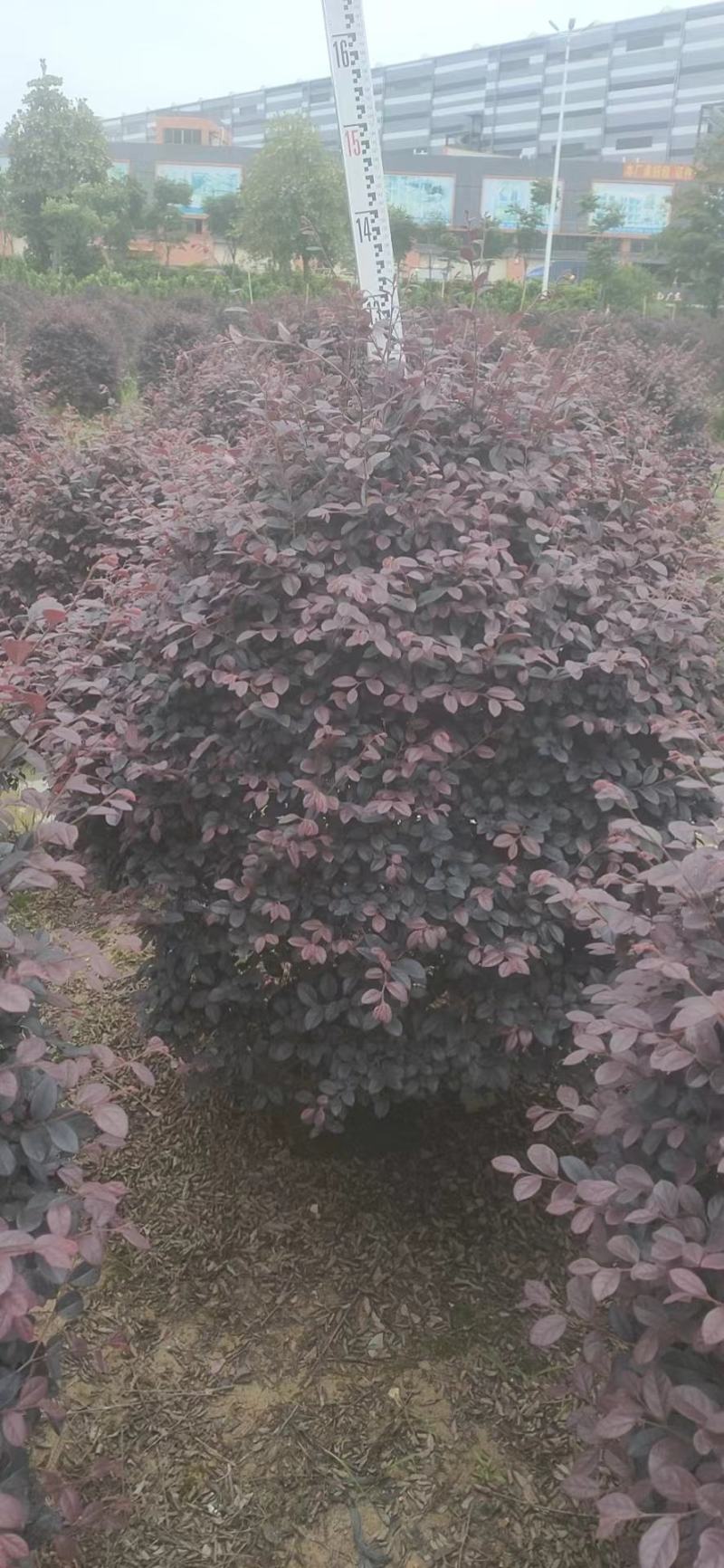 红继木，基地批发，货真价实，质量保证