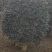 红继木，基地批发，货真价实，质量保证