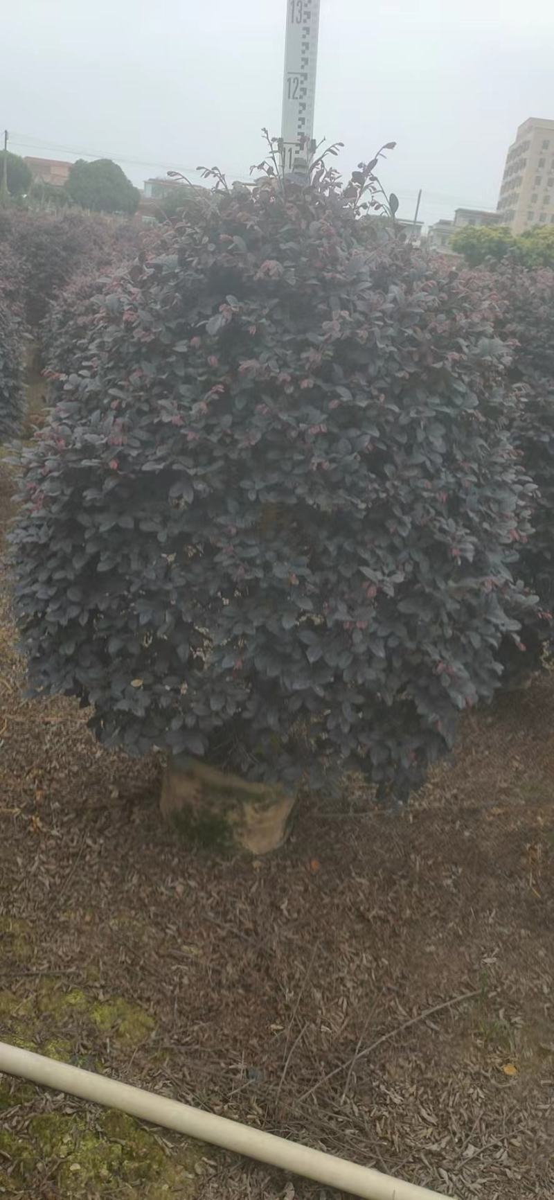 红继木，基地批发，货真价实，质量保证
