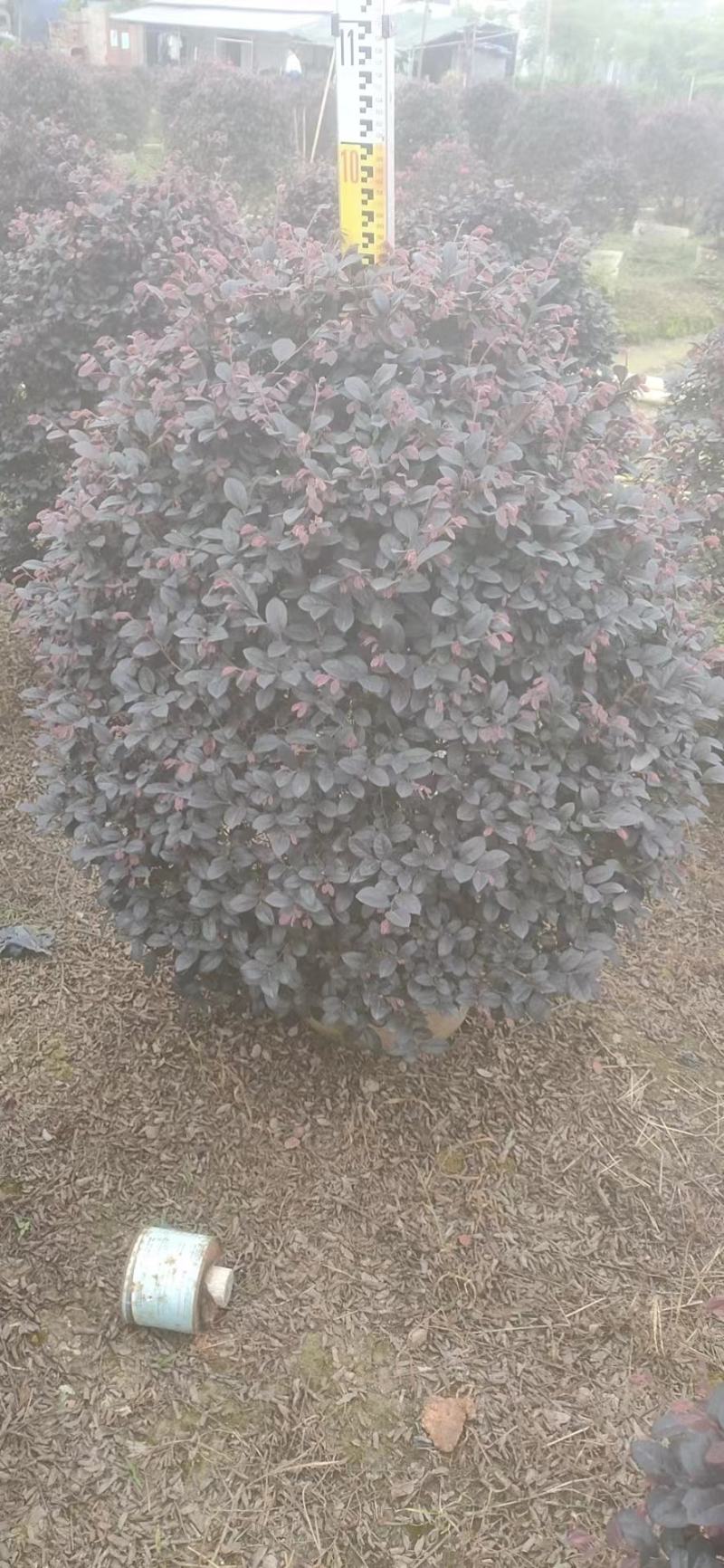 红继木，基地批发，货真价实，质量保证