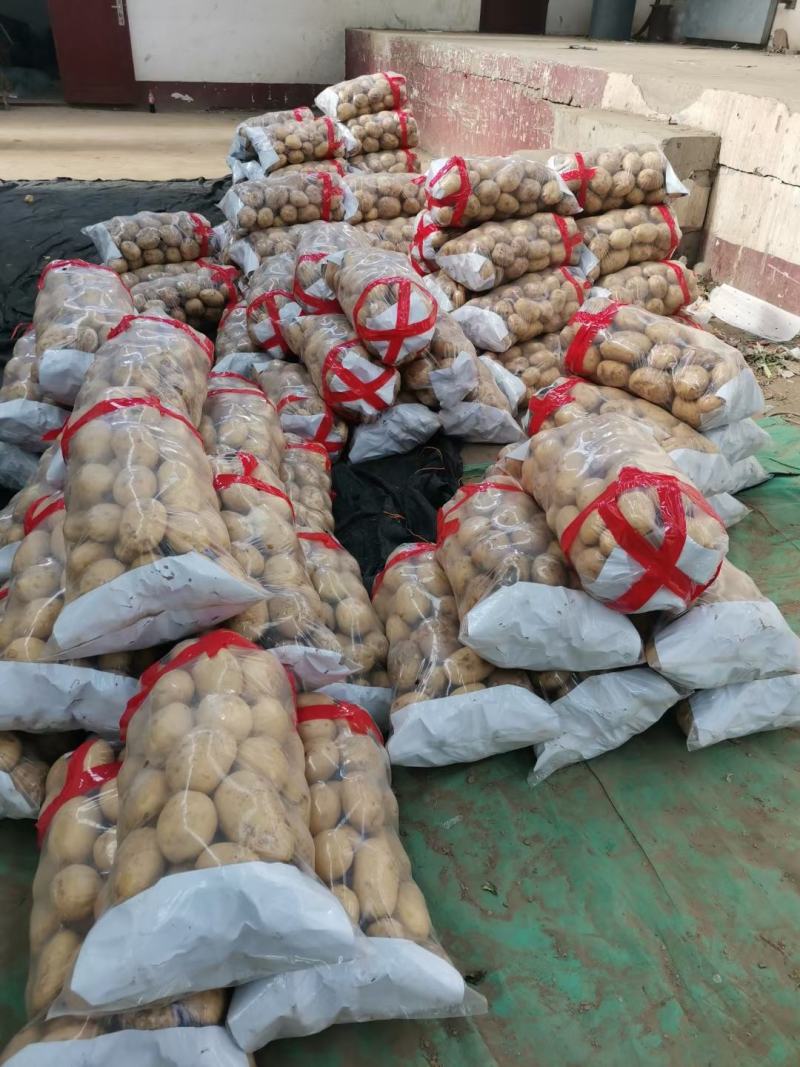 昌黎县黄心土豆大量上市各种品种各种规格供您选购欢迎您的到