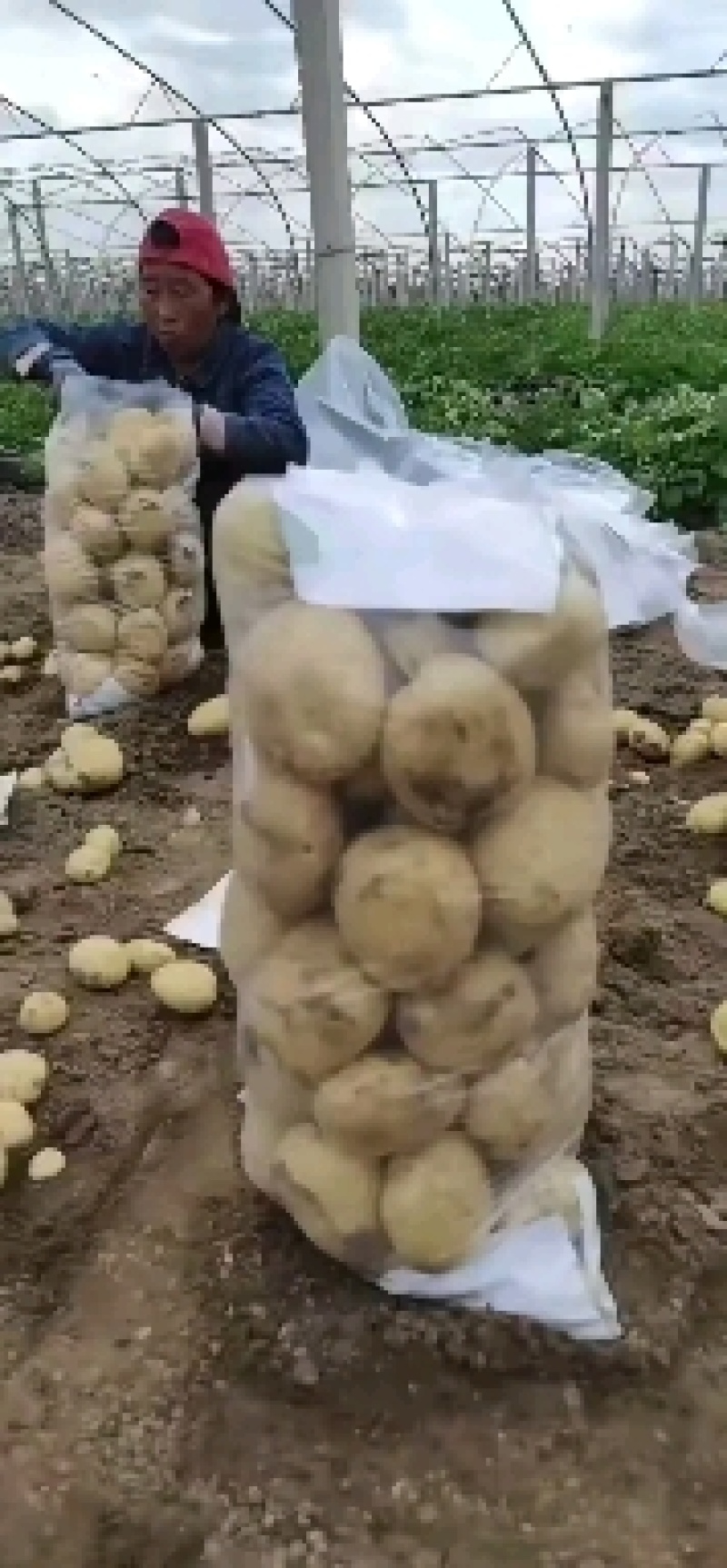 昌黎县黄心土豆大量上市各种品种各种规格供您选购欢迎您的到
