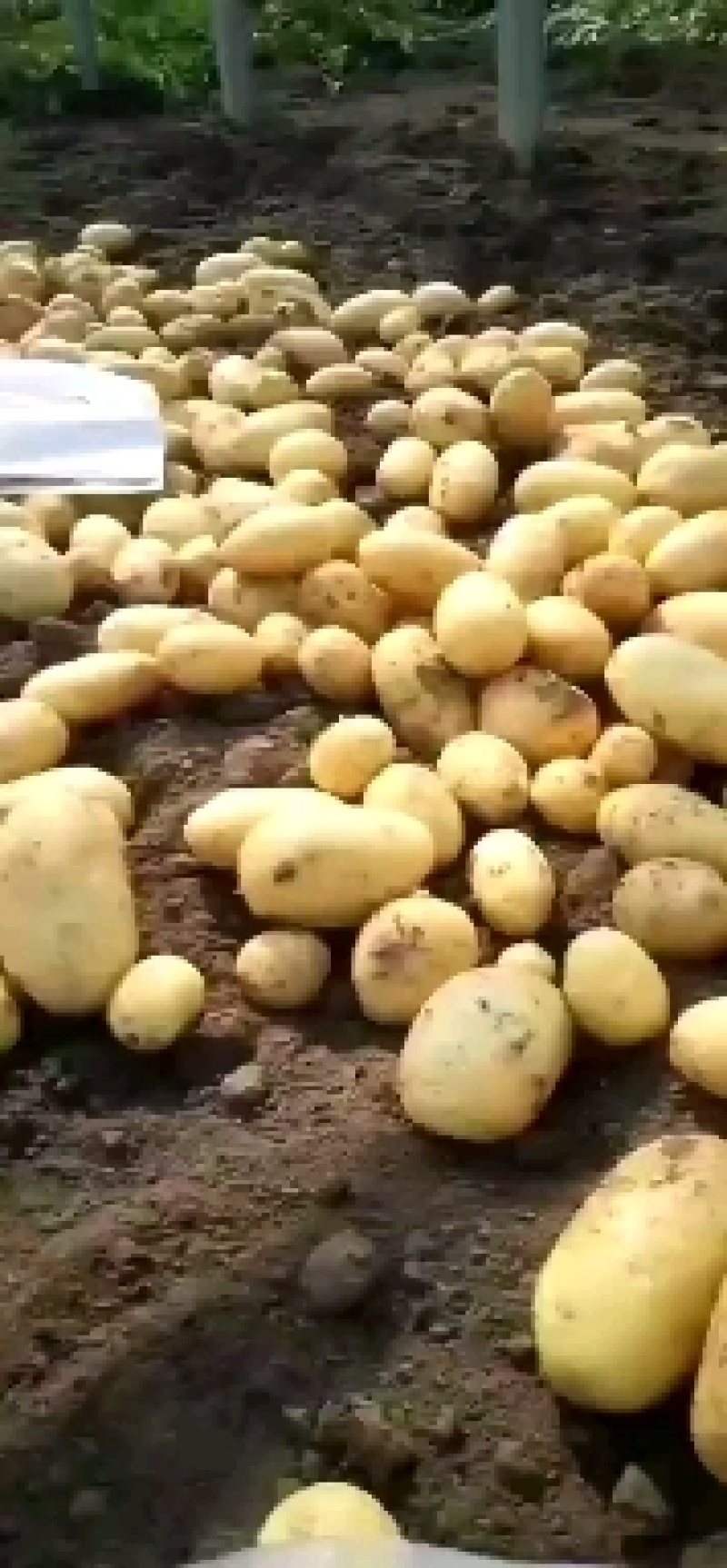 昌黎县黄心土豆大量上市各种品种各种规格供您选购欢迎您的到