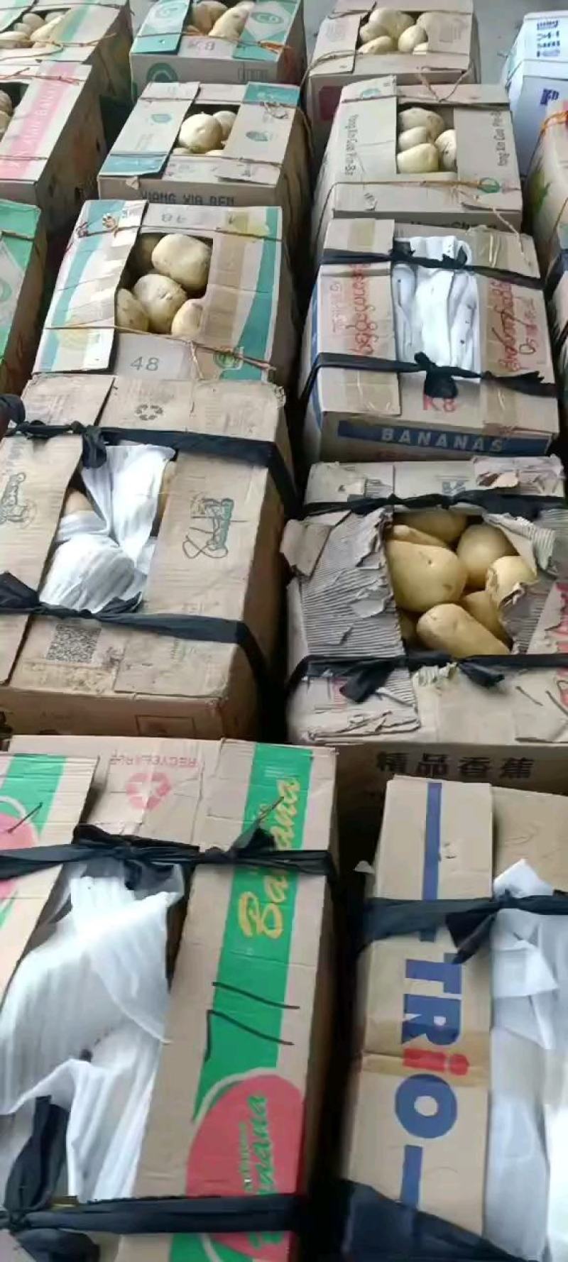 昌黎县黄心土豆大量上市各种品种各种规格供您选购欢迎您的到
