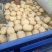 昌黎县黄心土豆大量上市各种品种各种规格供您选购欢迎您的到