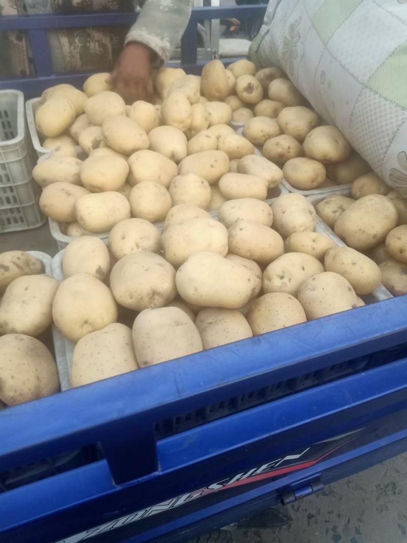 昌黎县黄心土豆大量上市各种品种各种规格供您选购欢迎您的到