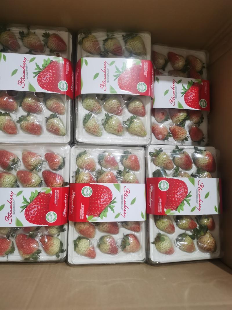 云南蒙特瑞草莓