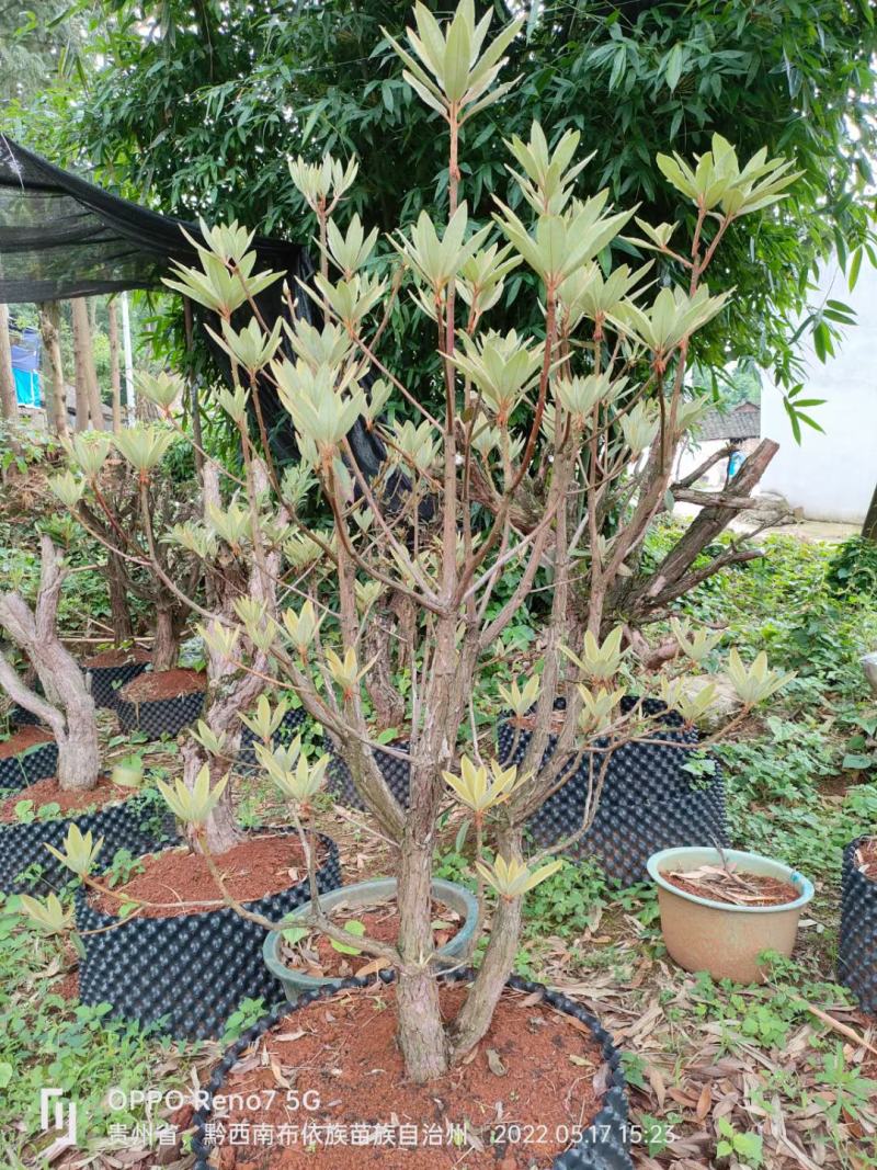 马缨花喜欢的老板带图聊