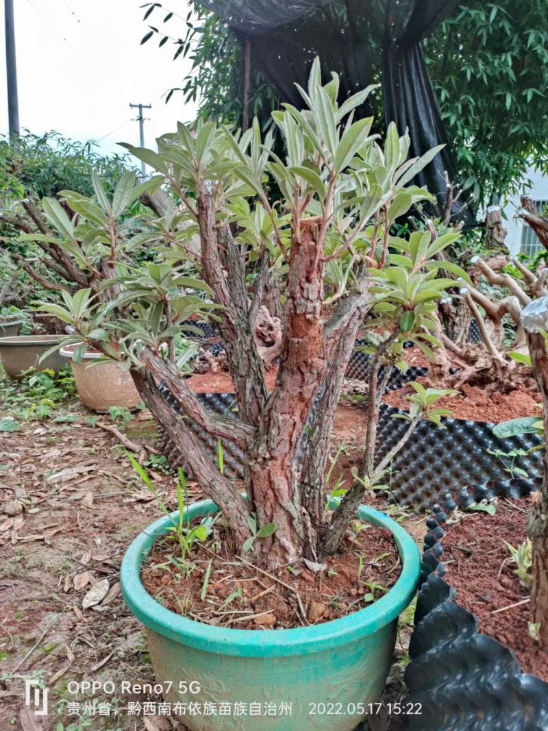 马缨花喜欢的老板带图聊