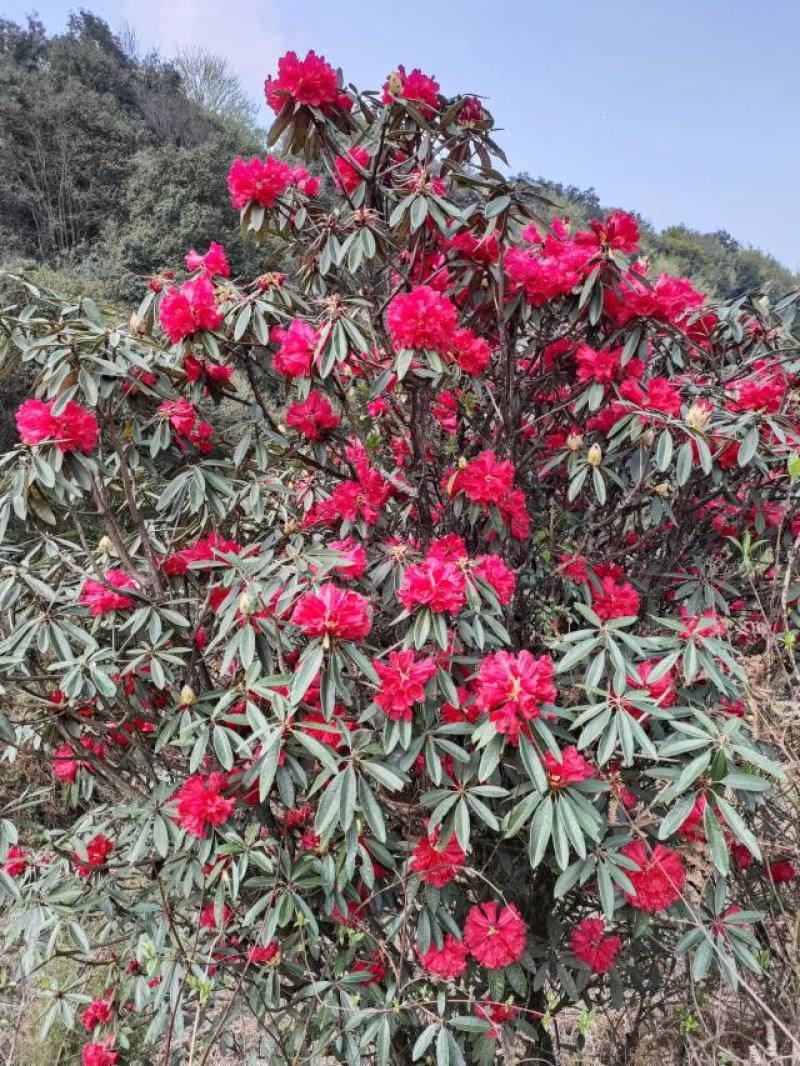 马缨花喜欢的老板带图聊