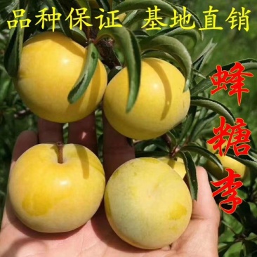六马峰糖李