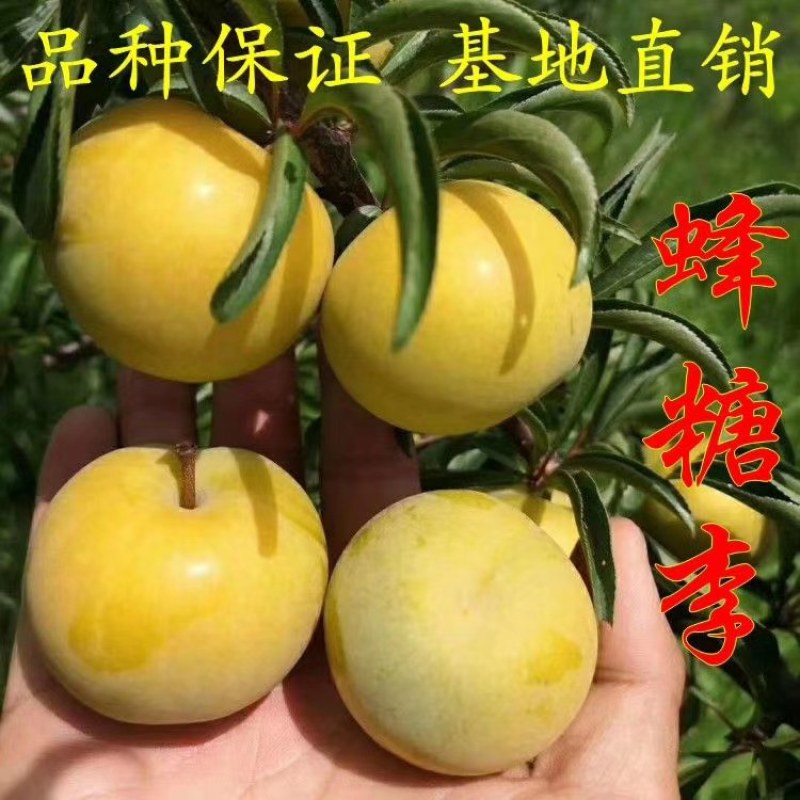 六马峰糖李