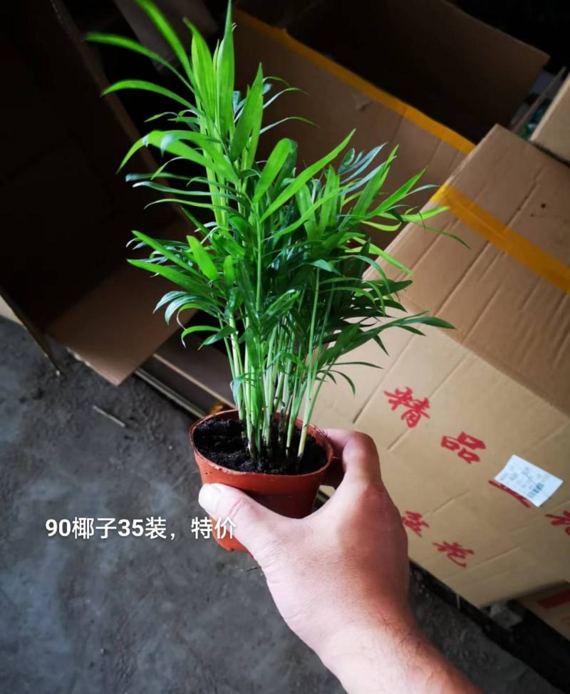 90规格椰子35装一箱，特价2.2元一盆实物实拍图发货标
