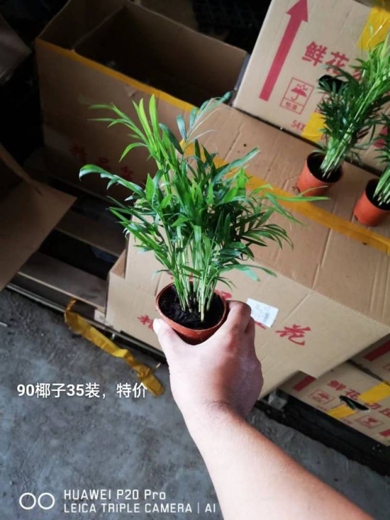 90规格椰子35装一箱，特价2.2元一盆实物实拍图发货标