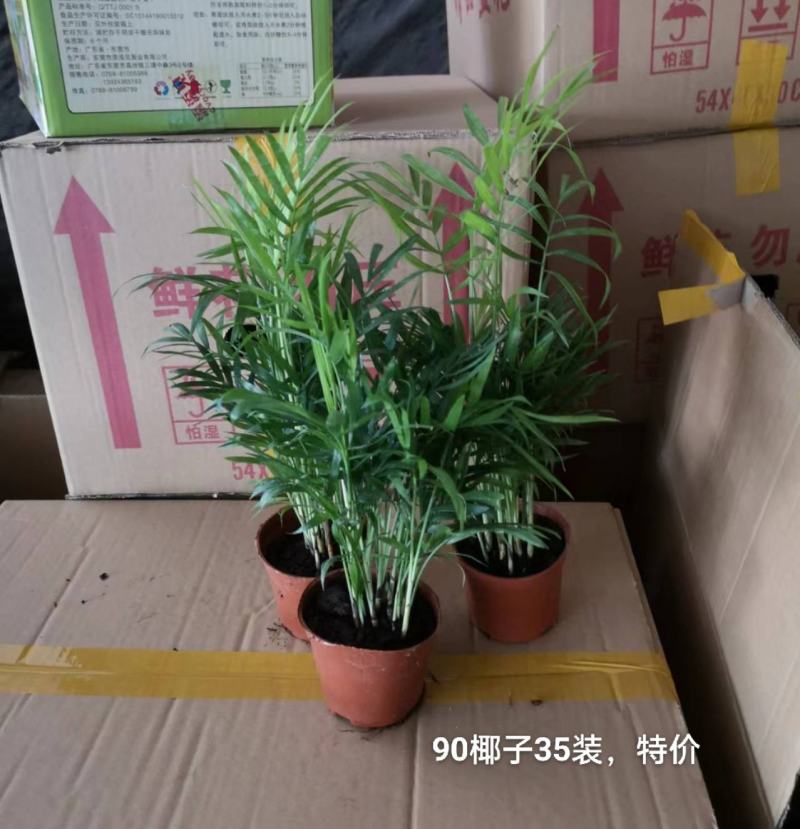 90规格椰子35装一箱，特价2.2元一盆实物实拍图发货标