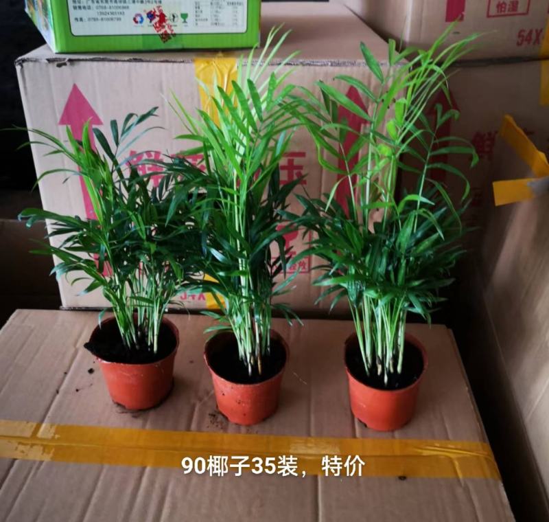 90规格椰子35装一箱，特价2.2元一盆实物实拍图发货标