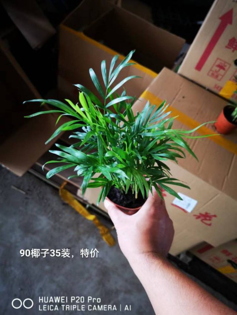 90规格椰子35装一箱，特价2.2元一盆实物实拍图发货标