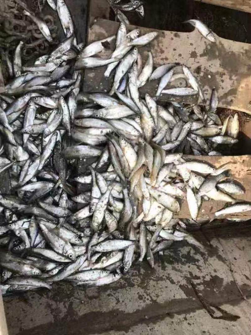 精品白条货源足，保质保量，肉质鲜嫩，口感鲜香诚信经营！