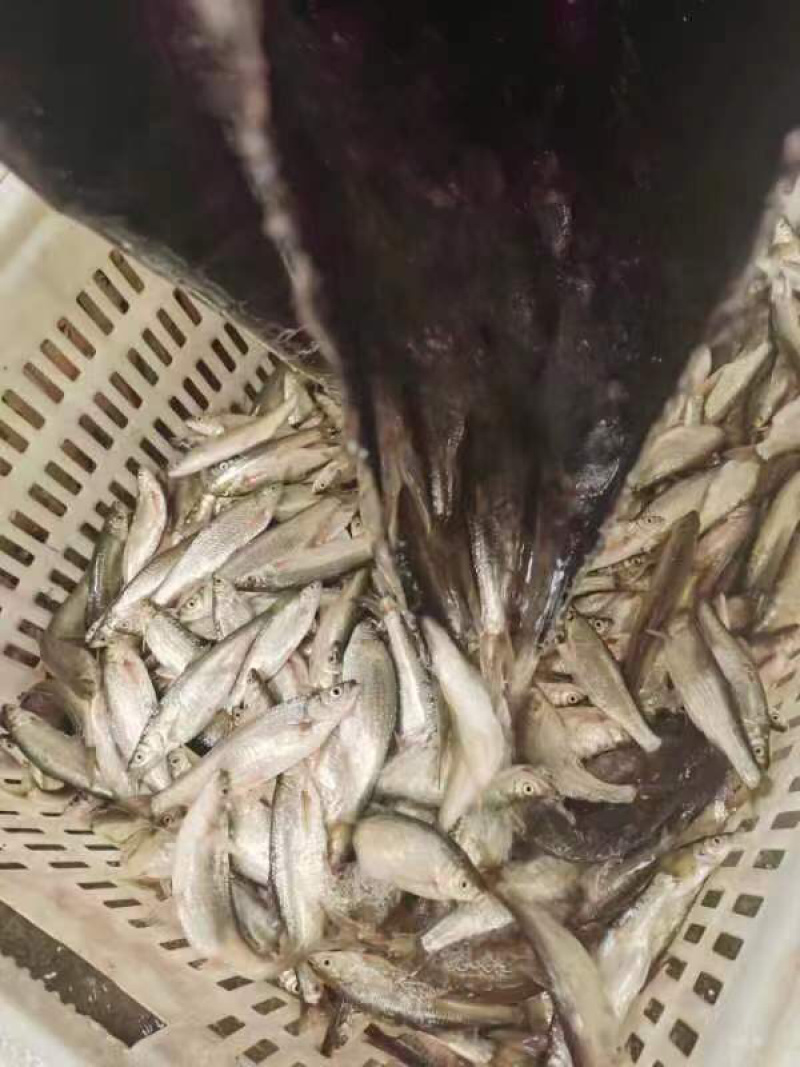 精品白条货源足，保质保量，肉质鲜嫩，口感鲜香诚信经营！