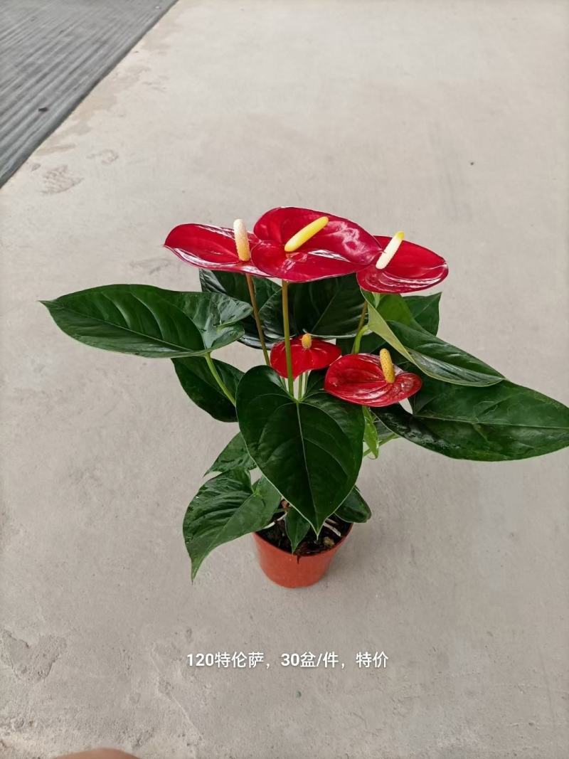 120特伦红掌30盆一箱特价11元实物实拍图发货实拍图发