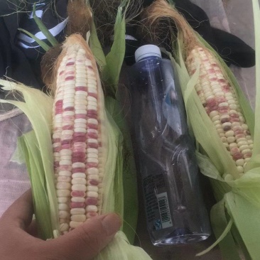 花甜糯玉米大量供应超市电商产地直发各种规格每天有货