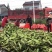 花甜糯玉米大量供应超市电商产地直发各种规格每天有货