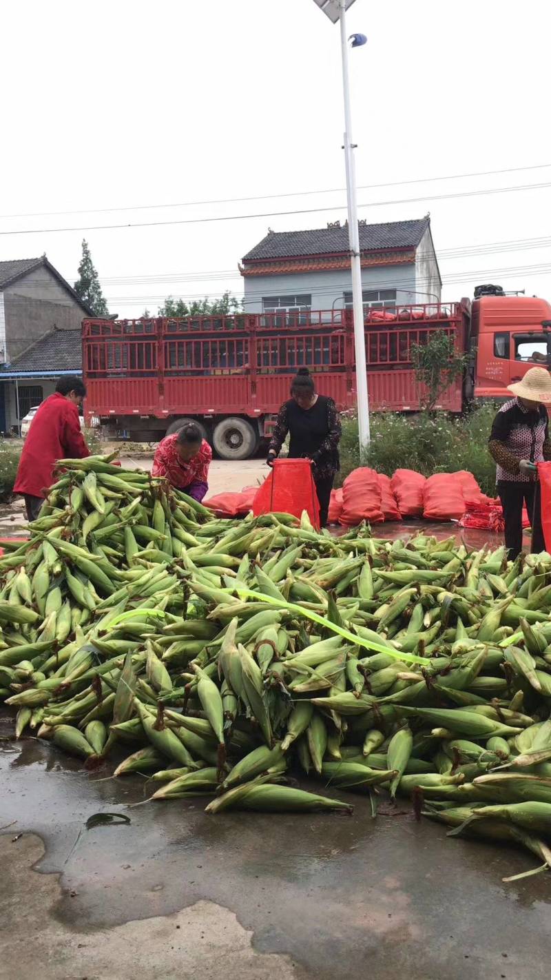 花甜糯玉米大量供应超市电商产地直发各种规格每天有货