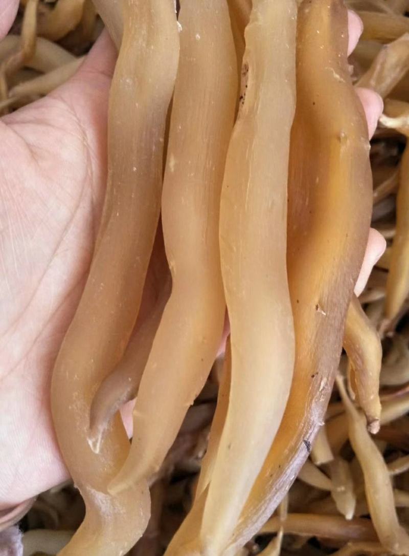 贵州药用野生天门冬天冬