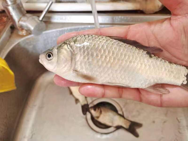 鲫鱼货源充足，各种规格齐全，活鱼现杀，保质量！