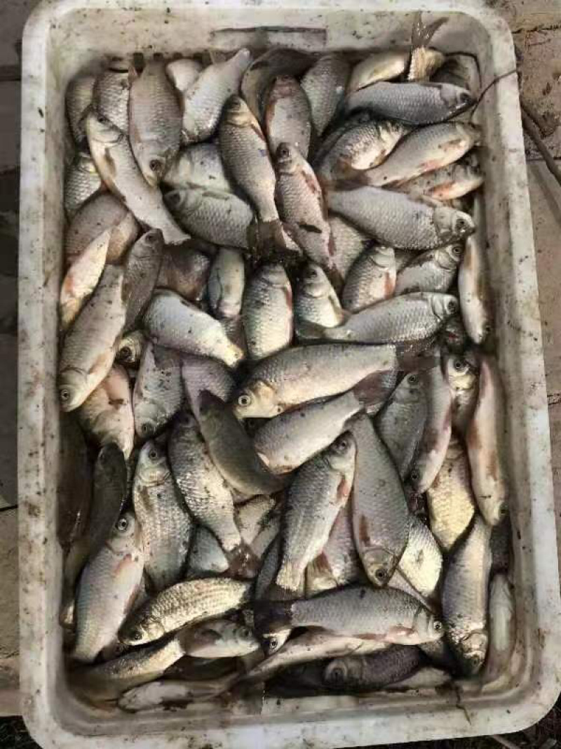 鲫鱼货源充足，各种规格齐全，活鱼现杀，保质量！